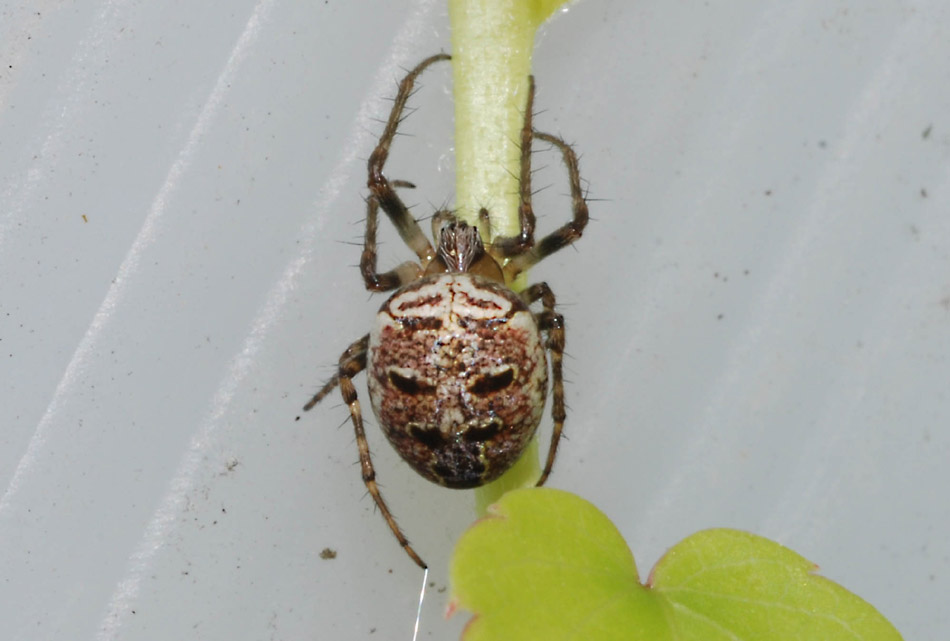 Philodromus sp.; Zilla diodia